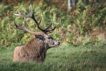 Full size antlers