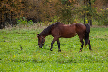 A graceful young brown horse grazes in the meadow. In the background, yellowing autumn trees. Side view