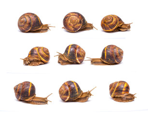 Snails Groupon a white background communicate concept of love communication relationship rejuvenation of vitamins and cosmetology concept of communication parent and child or student and teacher