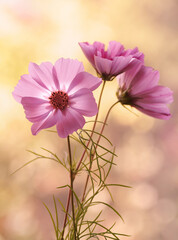 Kwiaty kosmos © Iwona