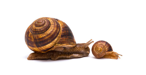 Snails on white background communication concept parent and child or student and teacher student and lecturer