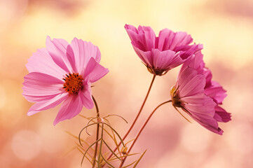 Fototapeta na wymiar Fleurs roses- Cosmos bipinnatus
