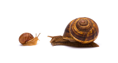 Snails on white background communication concept parent and child or student and teacher student and lecturer