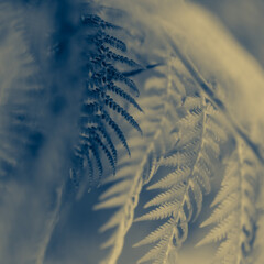 Close-Up Shot of a Plant Abstract Editorial Modern Monochrome