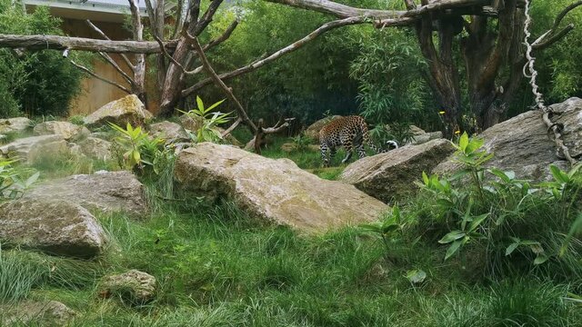 Clouded leopard walks between rocks