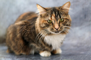 Naklejka na ściany i meble a gray red cat sits on a gray background. close-up