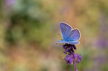 butterfly with a wonderful blue wing top