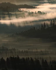 Printed roller blinds Forest in fog las forest