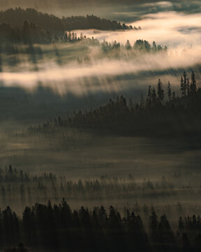 las forest © Mateusz