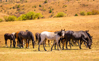 Horses gallop over mountains and hills. A herd of horses grazes in the autumn meadow. Livestock concept, with place for text.