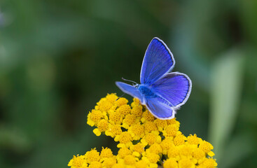 butterfly with a wonderful blue wing top