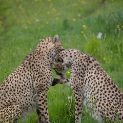 Two Cheetahs Pruning each other