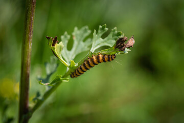 Striped caterpillar of the Cinnabar moth (Tyria jacobaeae) feeding on a leaf.