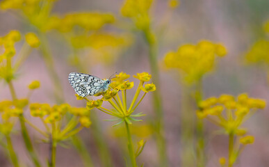 butterfly with white marble pattern for your yellow flowers, Melanargia russiae