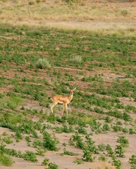 Indian gazelle in field near Jaisalmer
