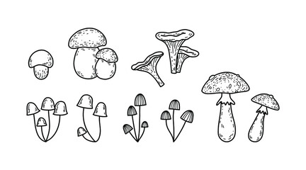 Vector set of forest mushrooms - king bolete, fairy mushroom, chanterelle, fly agaric. Doodle mushrooms. - obrazy, fototapety, plakaty