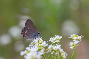 Fototapeta na wymiar A dark brown butterfly on white flowers, Satyrium ilicis