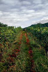 Fototapeta na wymiar path in the vine field, autumn climate in the field, south moravia, czech republic, autumn orange leaves on the path