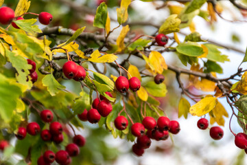 red small fruit on the tree in autumn in south moravia, background