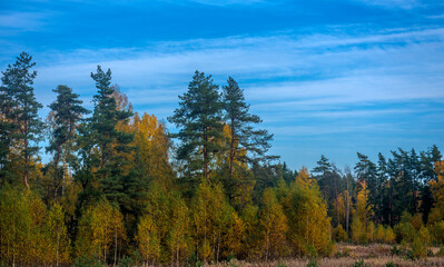 trees with autumn leaves , and  blue sky