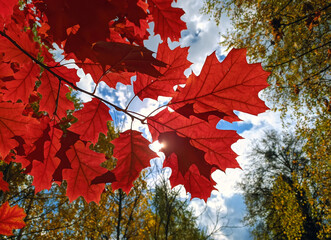 Red leaves of red oak in the sun
