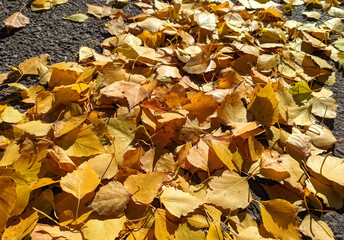 yellow birch leaves on the asphalt