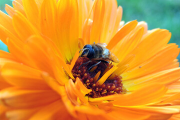 A close-up of a bee pollinating an orange pot marigold flower, blurred green background
