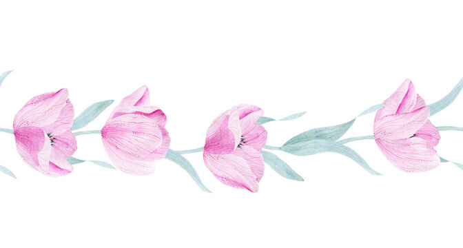 Delicate pink tulip. Flower petals. Watercolor illustration for congratulations, invitations, perfumery products.