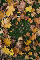 background of autumn leaves on green grass. There are yellow maple leaves on the grass. Autumn leaves on the ground. red, yellow foliage. background for bl