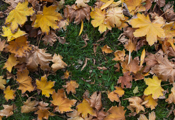 background of autumn leaves on green grass. There are yellow maple leaves on the grass. Autumn leaves on the ground. red, yellow foliage. background for bl