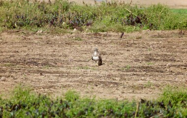 Mäusebussard auf dem Feld.
