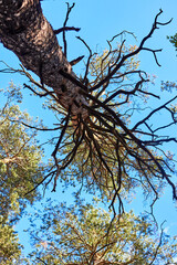 trunk and branches of a pine tree