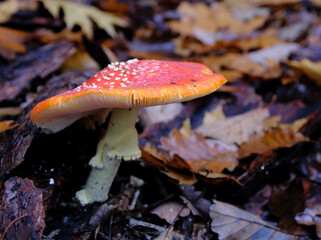 Fly amanita (Amanita muscaria) mushroom growing in oak leaves