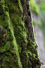 Abstract Close-Up Shot of Lichen and Moss on Trees Trunk and Branches 