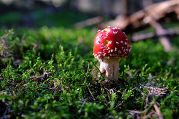 Small fly amanita mushroom (Amanita muscaria) growing in green moss