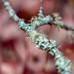 Abstract Close-Up Shot of Lichen and Moss on Trees Trunk and Branches 