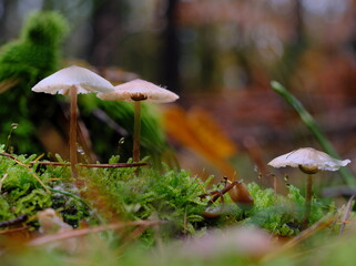Three tiny fragile looking mushrooms growing in green moss