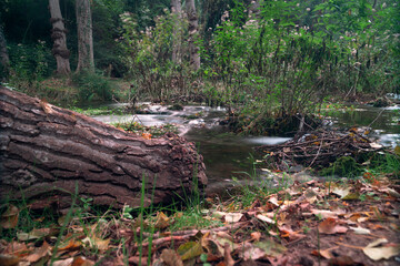 Forest in autumn with long exposure waterfall in bejis, valencia. Brown, green