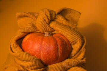 a large orange ripe pumpkin in a warm knitted orange sweater with a bow on an orange background at the harvest festival and Halloween
