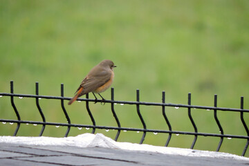 A female common redstart with orange belly and red tail sitting on a fence made of welded wire mesh panels, blurred green grass in the background - Powered by Adobe
