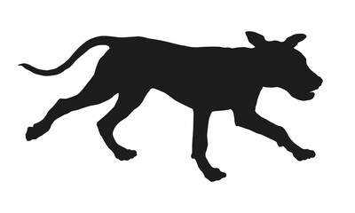 Running italian mastiff puppy. Black dog silhouette. Pet animals. Isolated on a white background.