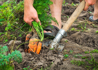 Obraz premium Gardener harvests carrots in the garden using a shovel. Farmer at work