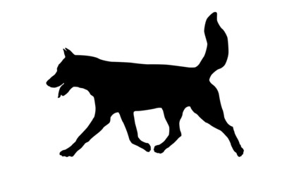 Running siberian husky puppy. Black dog silhouette. Pet animals. Isolated on a white background.