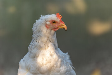 Portrait of a hen in a farmyard.