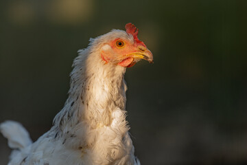 Portrait of a hen in a farmyard.