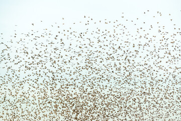 Cloud of starlings.Thousands of starlings synchronize their flight.