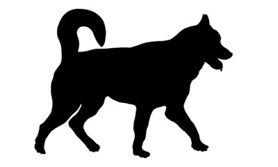 Walking siberian husky puppy. Black dog silhouette. Pet animals. Isolated on a white background.