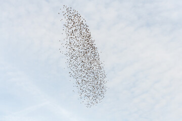 Cloud of starlings.Thousands of starlings synchronize their flight.