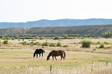 Grazing Horses