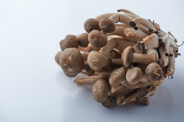 Brown beech mushrooms, Shimeji mushroom on white background